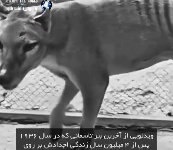 عکس از ببر تاسمانی