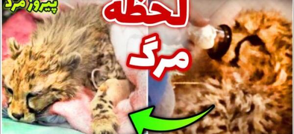 عکس پیروز ببر ایرانی