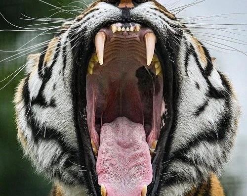 عکس پروفایل ببر ترسناک