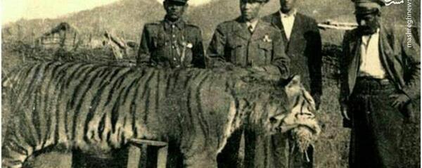 عکس ببر در ایران