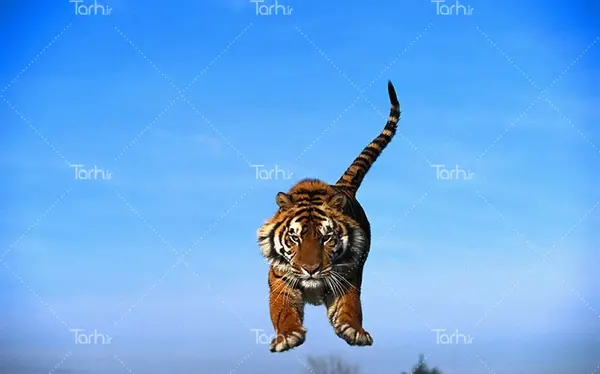 عکس ببر آبی واقعی