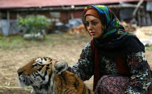 عکس ببر بنفش واقعی