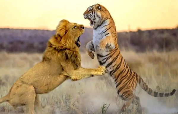 عکس ببر بنفش واقعی