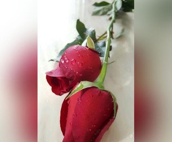 عکس گل زیبا بدون متن