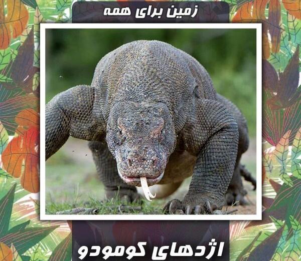 عکس بچه اژدها کومودو