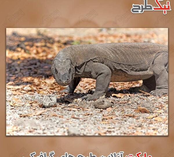 عکس بچه اژدها کومودو