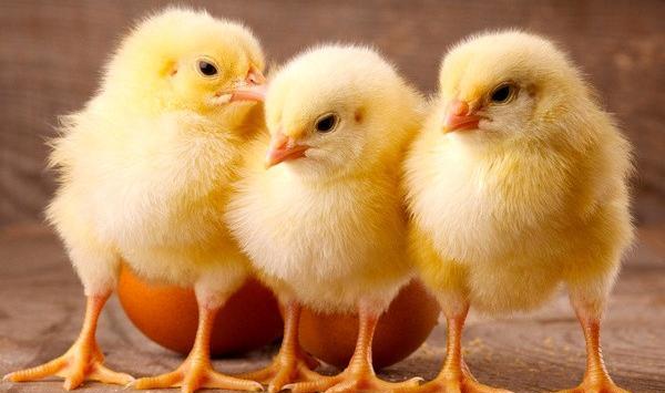 عکس بچه جوجه مرغ