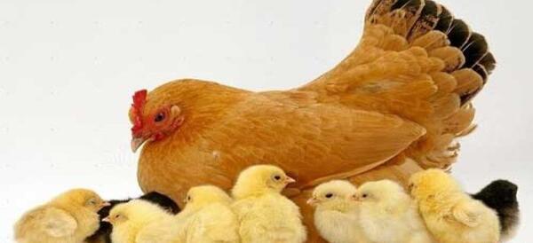 عکس بچه جوجه مرغ