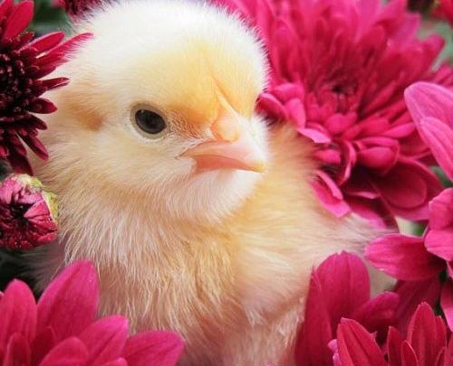 عکس بچه جوجه ها