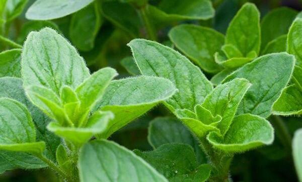 عکس گیاه نعناع کوهی