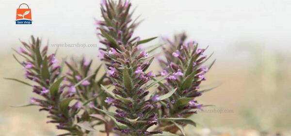 عکس گیاه نعناع کوهی