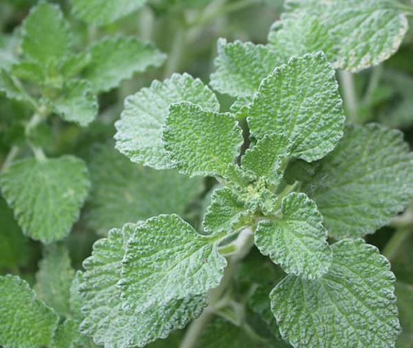 عکس گیاه نعناع کوهی