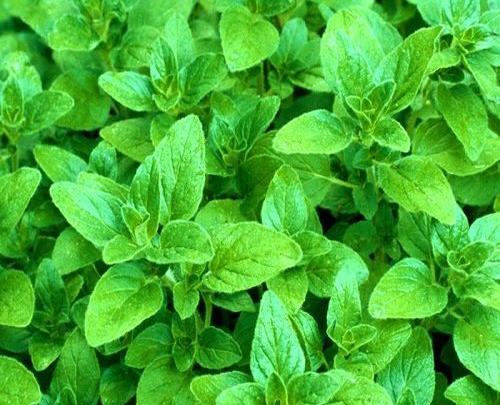 عکس گیاه نعناع کوهی
