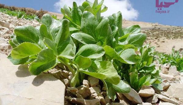 عکس تصویر گیاه آویشن کوهی