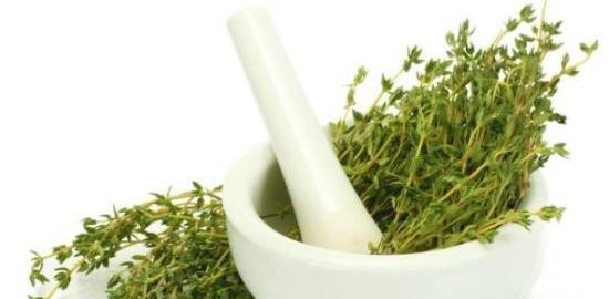 عکس تصویر گیاه آویشن کوهی