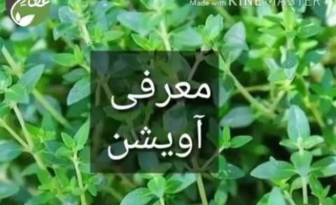 عکس از گیاه اویشن
