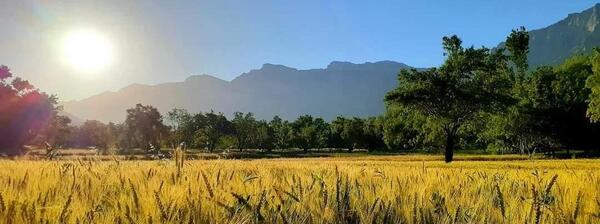 عکس افغانستان دایکندی تمران