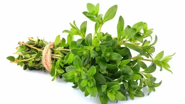عکس آویشن کوهی برای چی خوبه