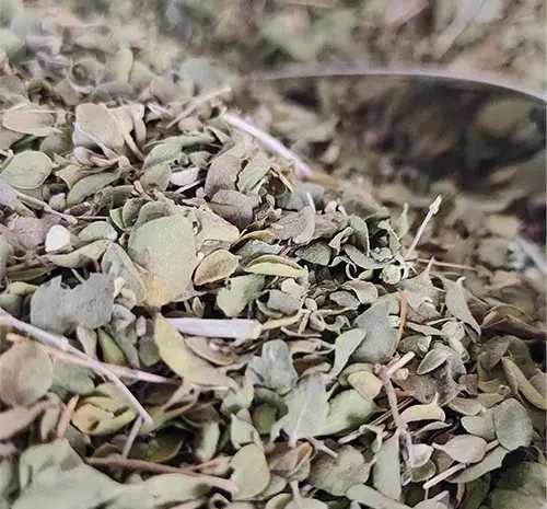 عکس تصویر آویشن خشک