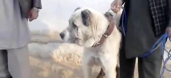 عکس سگ افغان جنگی