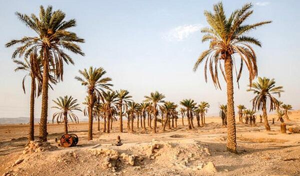 عکس نخل های اهواز