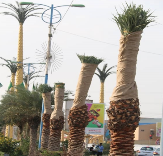 عکس نخل های اهواز