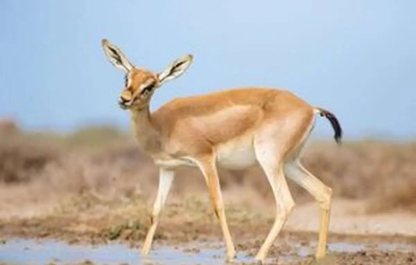 عکس گله ی اهو