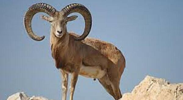عکس شکارچی آهو