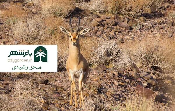 عکس آهوی تک شاخ ایرانی