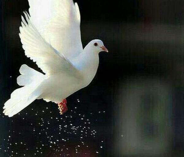 عکس برای ازادی زندانی