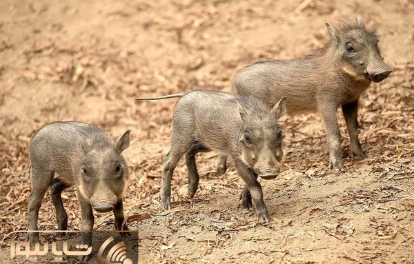 عکس بچه گراز ایرانی
