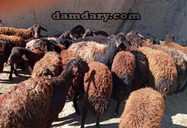 عکس انواع گوسفندان ایرانی