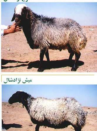 عکس انواع گوسفندان ایرانی