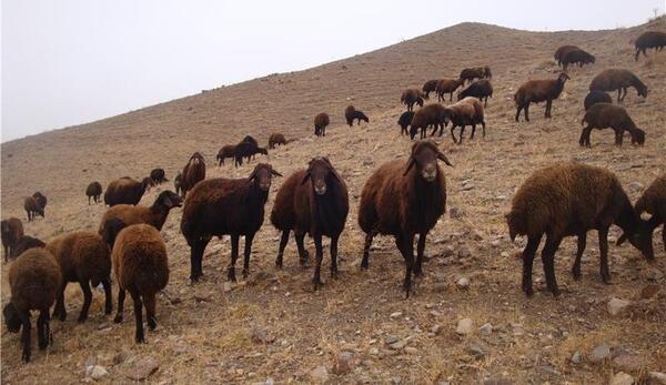 عکس انواع گوسفندان ایرانی