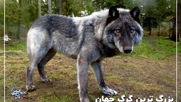 عکس بزرگترین گرگ ایران