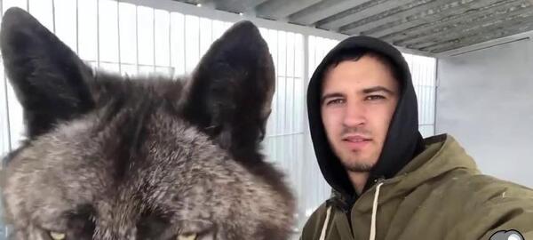 عکس بزرگترین گرگ ایران
