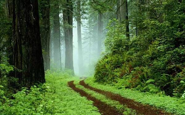 عکس از جنگل های شمال ایران