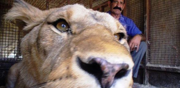 عکس آخرین ببر ایران