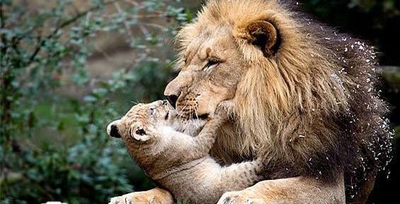 عکس عاشقانه شیرها