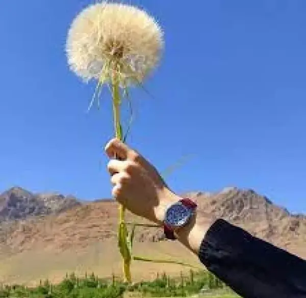 عکس قاصدک غمگین