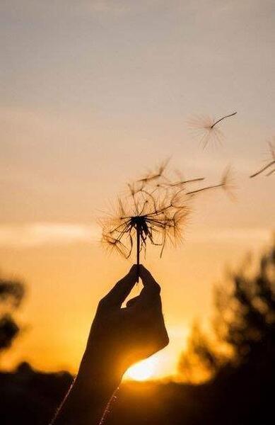 عکس پروفایل قاصدک غمگین
