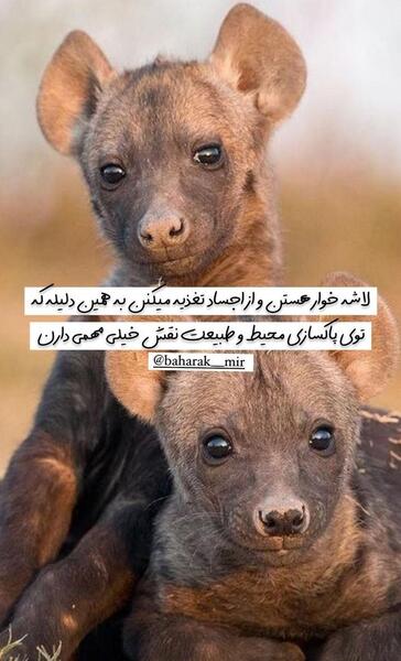 عکس کفتار سفید