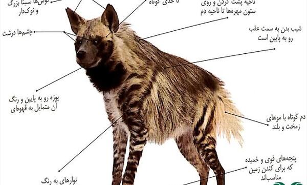 عکس کفتار سفید