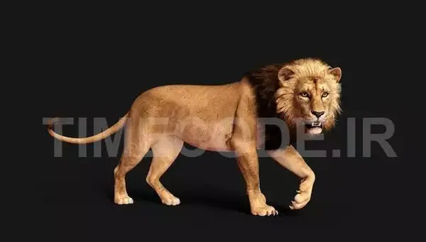 عکس شیر سیاه عکس شیر سیاه