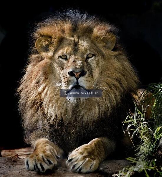 عکس شیر سیاه عکس شیر سیاه