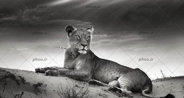 عکس شیر سیاه عکس شیر سیاه