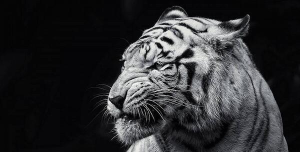 عکس ببر سیاه عکس ببر سیاه