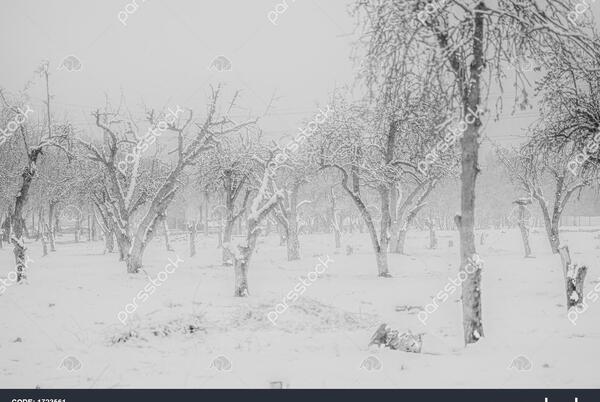 عکس ایران سیاه سفید
