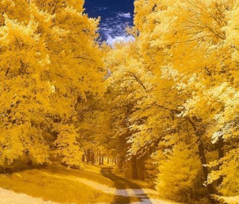 عکس مناظر زیبای پاییزی