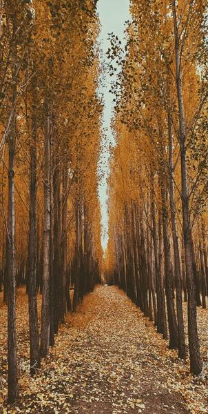 عکس زیبا ی پاییزی